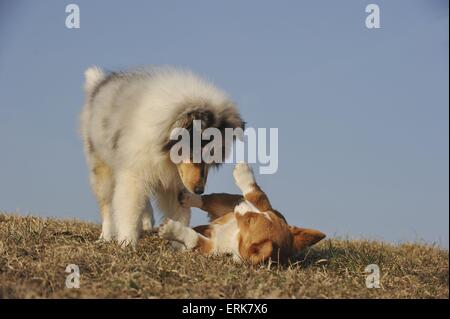 2 cuccioli Foto Stock