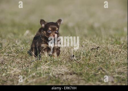 Chihuahua cucciolo Foto Stock