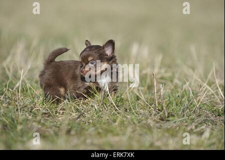 Chihuahua cucciolo Foto Stock