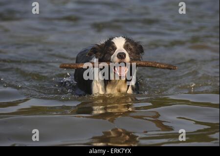 Riproduzione di Border Collie Foto Stock