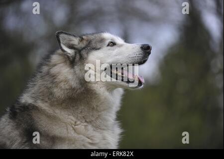 Alaskan Malamute ritratto Foto Stock