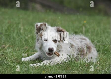 Border Collie cucciolo Foto Stock