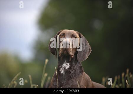 Il tedesco shorthaired puntatore ritratto Foto Stock