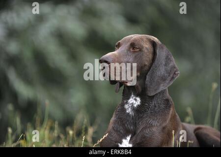 Il tedesco shorthaired puntatore ritratto Foto Stock