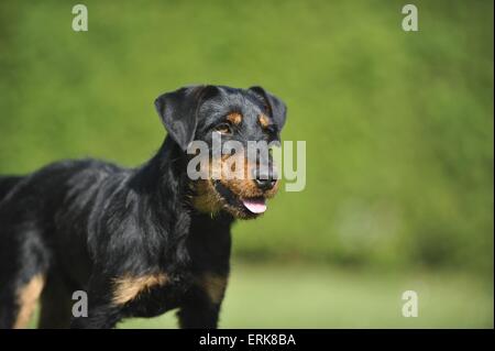 Il tedesco caccia terrier ritratto Foto Stock