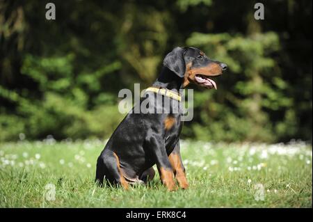 Giovani Dobermann Foto Stock