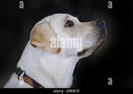 Il Labrador Retriever ritratto Foto Stock