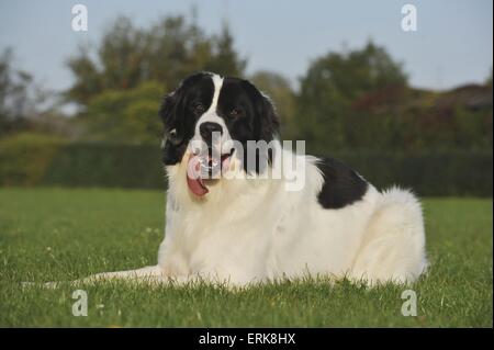 Landseer bugiardo Foto Stock