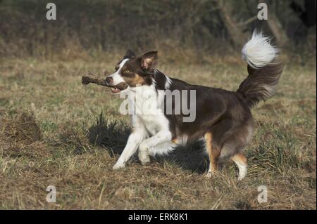 Riproduzione di Border Collie Foto Stock