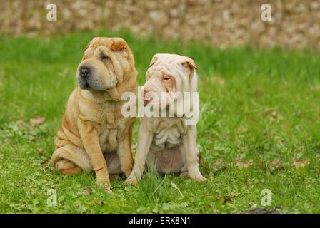 Shar Peis Foto Stock