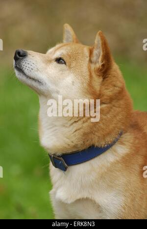 Shiba Inu ritratto Foto Stock