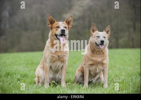 2 Australian bovini cani Foto Stock