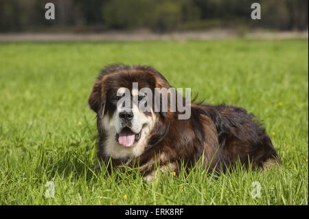 menzogne Do Khyi Foto Stock