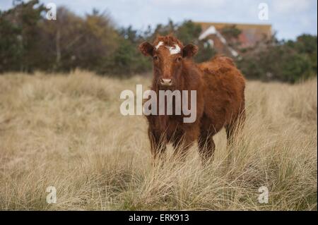 Rossa danese bovini Foto Stock