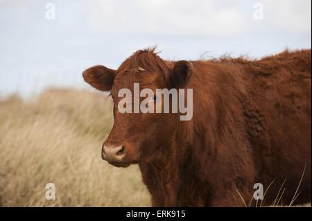 Rossa danese bovini Foto Stock