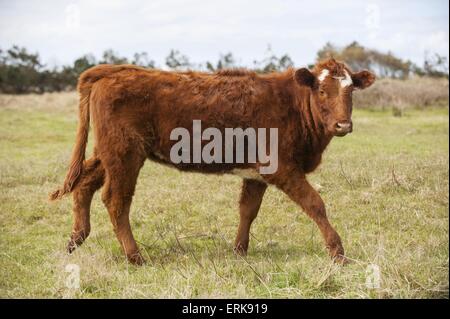 Rossa danese bovini Foto Stock