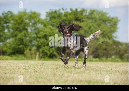 Esecuzione di tedesco puntatore longhaired Foto Stock