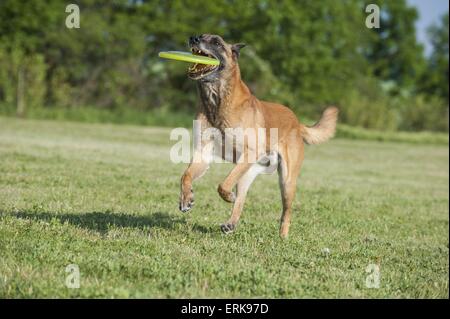 Riproduzione di Malinois Foto Stock