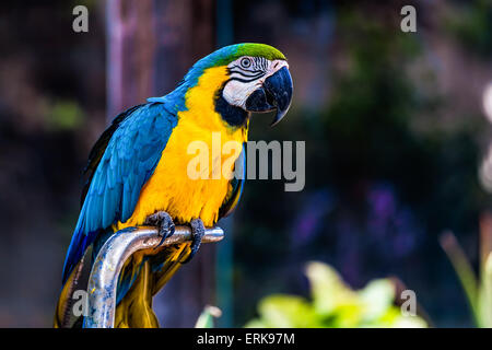 Blu e Oro o giallo Macaw parrot ubicazione su metallo pesce persico in zoo Foto Stock