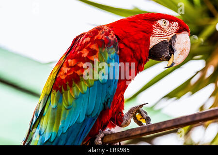 Red Macaw o ara cacatua pappagallo ubicazione su metallo pesce persico Foto Stock