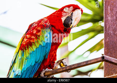 Red Macaw o ara cacatua pappagallo ubicazione su metallo pesce persico Foto Stock