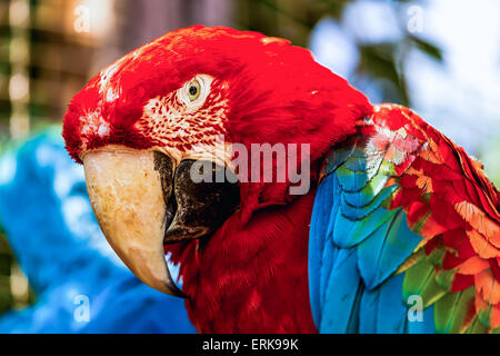 Primo piano della testa ritratto di Red Macaw o ara cacatua pappagallo Foto Stock