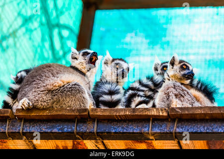 Lemuri famiglia seduta sul pannello di legno tavole superficie in zoo Foto Stock