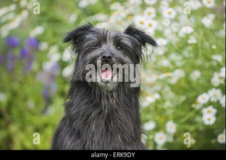 Berger de Pirenei ritratto Foto Stock