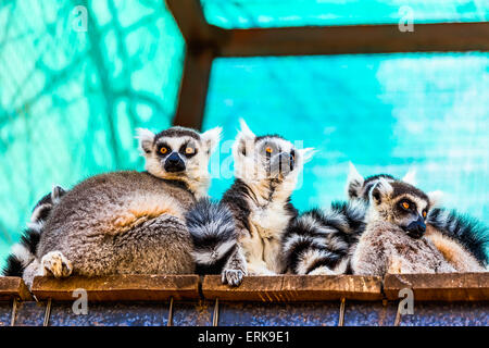 Lemuri famiglia seduta su tavole di legno superficie in zoo Foto Stock