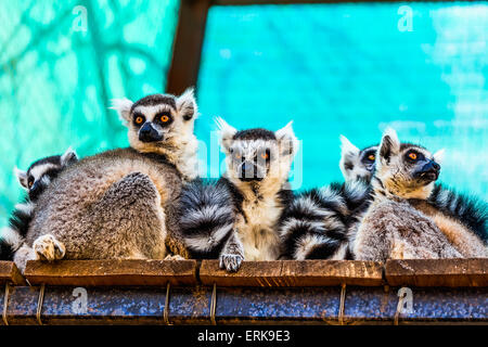 Lemuri seduta sulle tavole di legno superficie in zoo Foto Stock