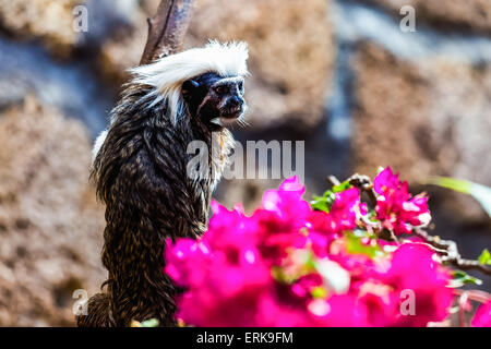 La scimmia Titi cotone-top tamarin seduta su albero in zoo Foto Stock