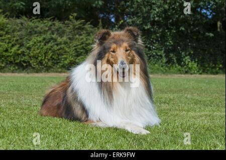 Giacente longhaired Collie Foto Stock