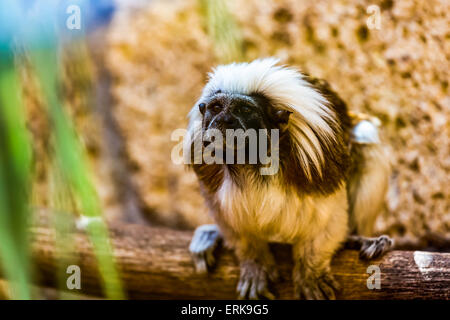 La scimmia Titi cotone-top tamarin seduta su albero in zoo Foto Stock