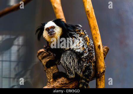 La scimmia di fronte bianco-cappuccino o titi de cara blanca seduta sul legno in zoo Foto Stock