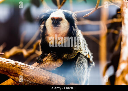 La scimmia di fronte bianco-cappuccino o titi de cara blanca seduta sul legno in zoo Foto Stock