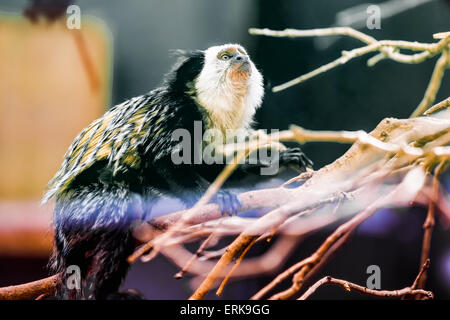 La scimmia di fronte bianco-cappuccino o titi de cara blanca seduto sul ramo di albero in zoo Foto Stock