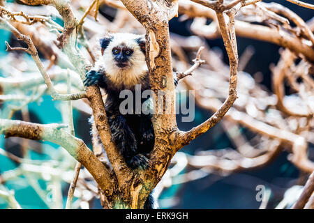 La scimmia di fronte bianco-cappuccino o titi de cara blanca seduto sul ramo di albero in zoo Foto Stock