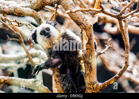 La scimmia di fronte bianco-cappuccino o titi de cara blanca seduto sul ramo di albero in zoo Foto Stock