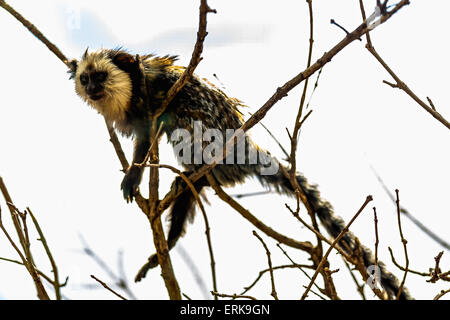 La scimmia di fronte bianco-cappuccino o titi de cara blanca seduto sul ramo di albero in zoo Foto Stock