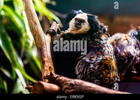 La scimmia di fronte bianco-cappuccino o titi de cara blanca seduto sul ramo di albero in zoo Foto Stock