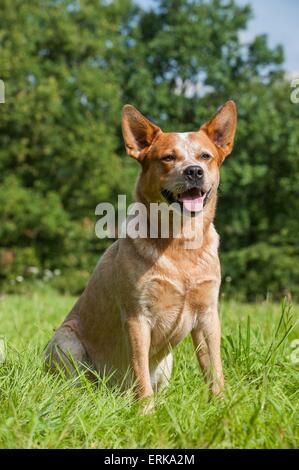 Udienza Miniature pinscher Foto Stock