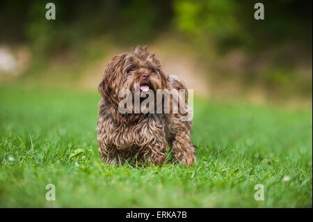 Bolonka zwetna Foto Stock