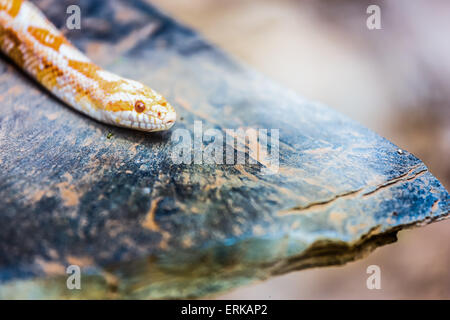 Albino Gopher Snake o Lambent albino python giacenti o strisciando su pietra Foto Stock