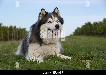 Giacente Siberian Husky Foto Stock
