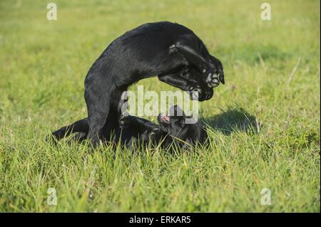 Il Labrador Retriever cuccioli Foto Stock