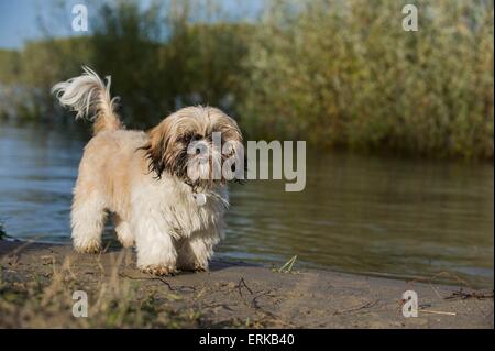 Camminare Shih Tzu Foto Stock