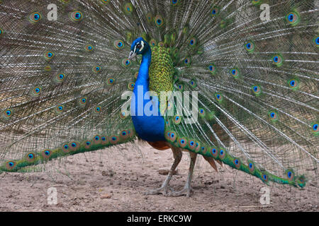 Blu pavone (Pavo cristatus), di corteggiamento con diffusione di piume, Maiorca, isole Baleari, Spagna Foto Stock