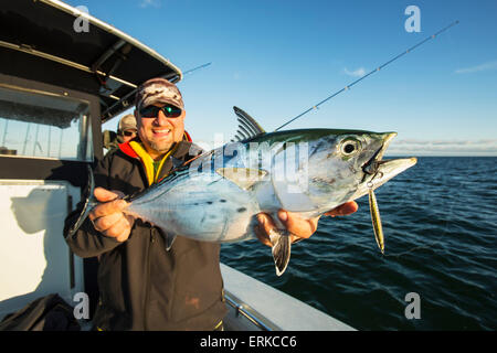 Pesca al largo della costa del Massachusetts per falso tonno bianco alalunga; Massachusetts, Stati Uniti d'America Foto Stock