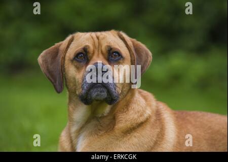 Ritratto di Puggle Foto Stock