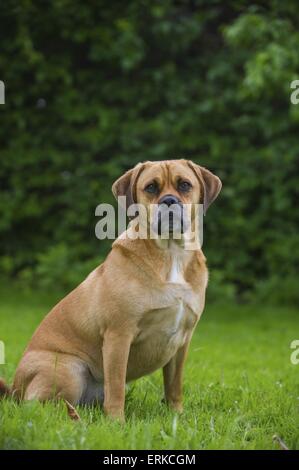 seduta di Puggle Foto Stock